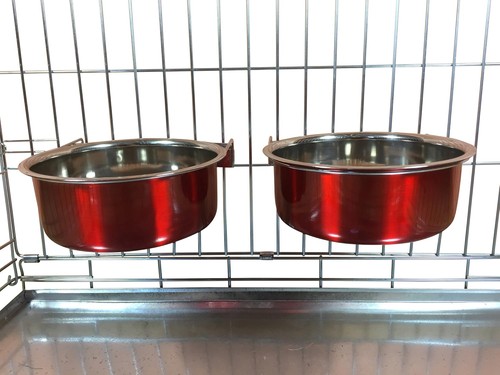Ellie pair dog - dog, bowls